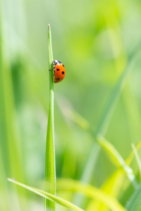 Stephen Rennie Red beetle climbing blade of grass - Stephen Rennie Wildlife ...