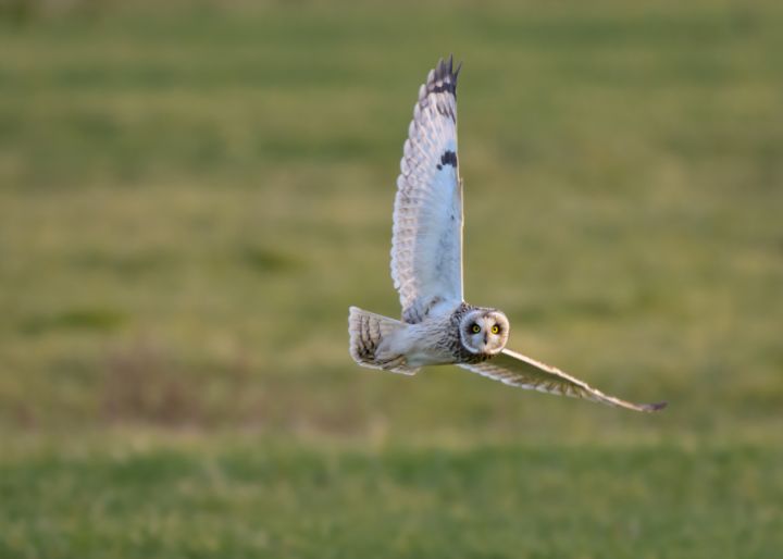 Owl banking in flight - Stephen Rennie Wildlife Photography