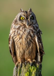Owl with sharp golden eyes