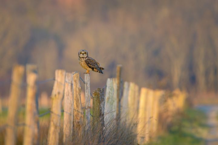 Short-eared owl during golden hour - Stephen Rennie Wildlife Photography