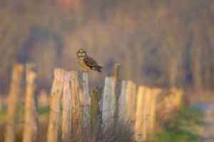 Short-eared owl during golden hour