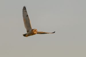 Owl flying in golden sunlight
