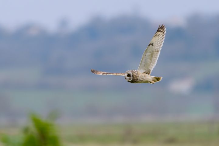 Short-eared owl flying - Stephen Rennie Wildlife Photography
