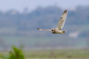 Short-eared owl flying