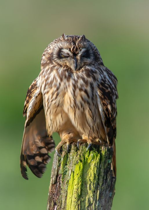 Short-eared owl sleeping - Stephen Rennie Wildlife Photography
