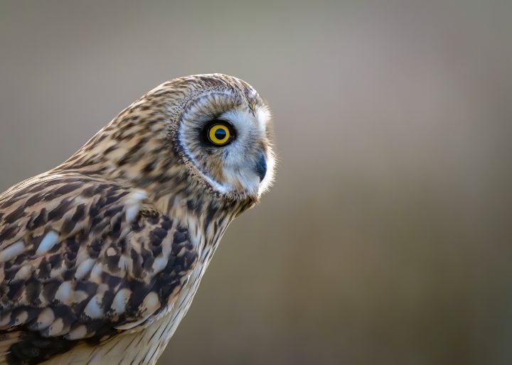 Short eared owl portrait - Stephen Rennie Wildlife Photography