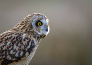 Short eared owl portrait