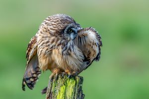 Short eared owl preening feathers