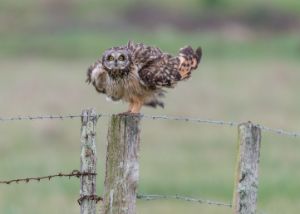 Short-eared owl ruffling feathers