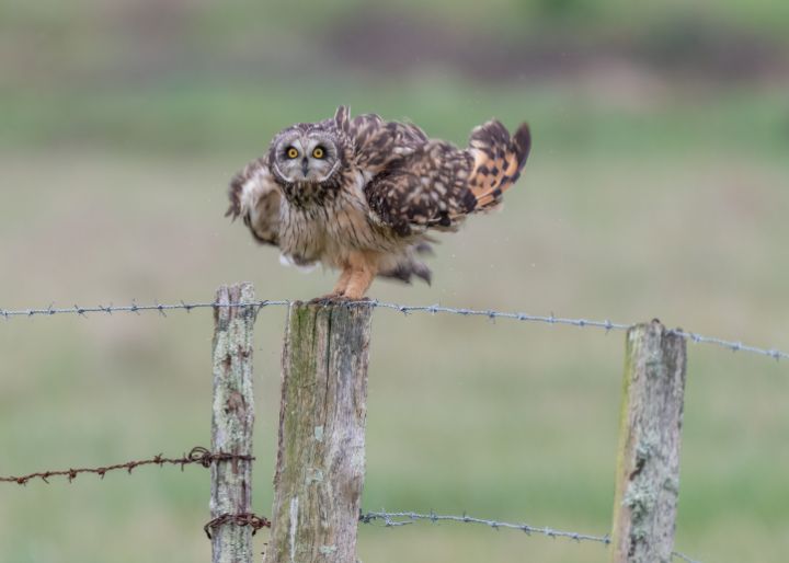 Short-eared owl ruffling feathers - Stephen Rennie Wildlife Photography