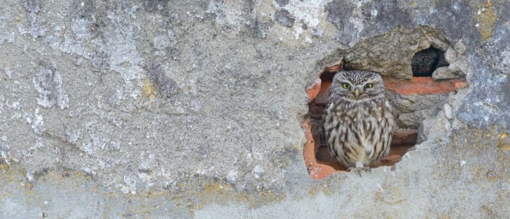 Little owl roosting in wall cavity - Stephen Rennie Wildlife Photography