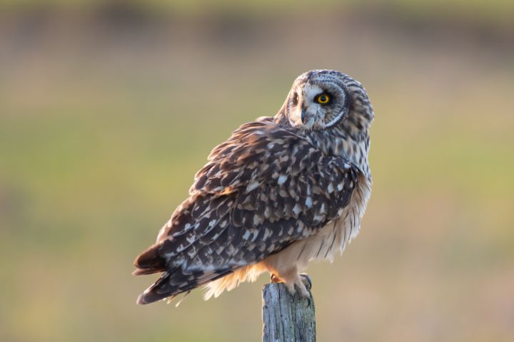 Short-eared owl in evening sunlight - Stephen Rennie Wildlife Photography
