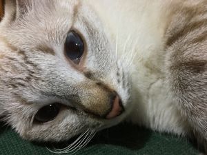 Cat (Photo)