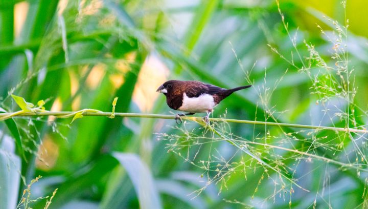 White rumped munia - Nature - Photography, Animals, Birds, & Fish ...