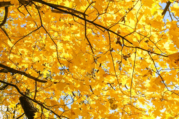 Yellow foliage in the sun. - German S - Photography, Flowers, Plants ...