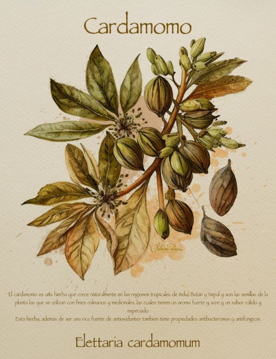 Cardamomo - J.VandePerre - Digital Art & AI, Flowers, Plants, & Trees ...