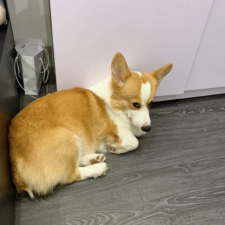 Dog With Yellow and White Fur. Jackson Andrew Photography, Animals