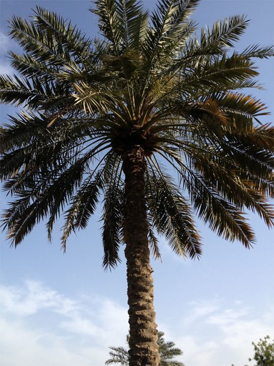 Palm Tree -  Bermudez.ruth