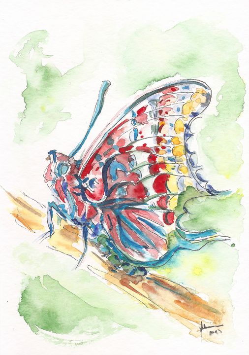 Charaxes jasius - Butterfly - J V G - Art - Paintings & Prints