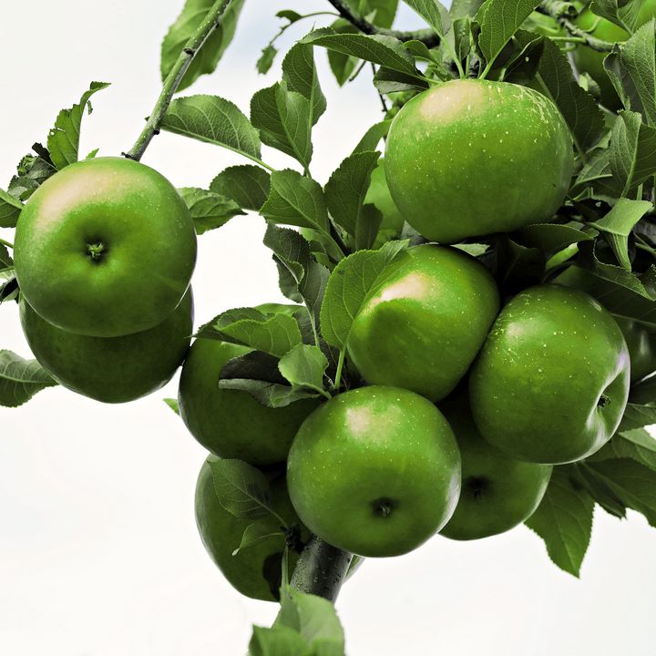 Green apples photography - Creative Photography