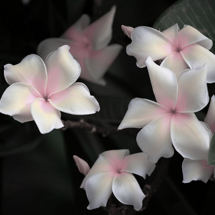 Beautiful Plumeria Flowers - Creative Photography