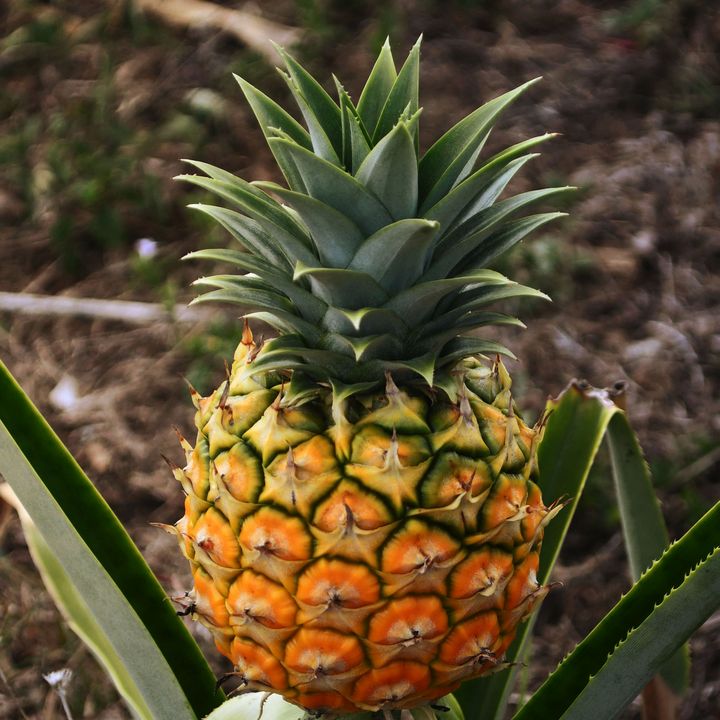 Cute pineapple photography - Creative Photography