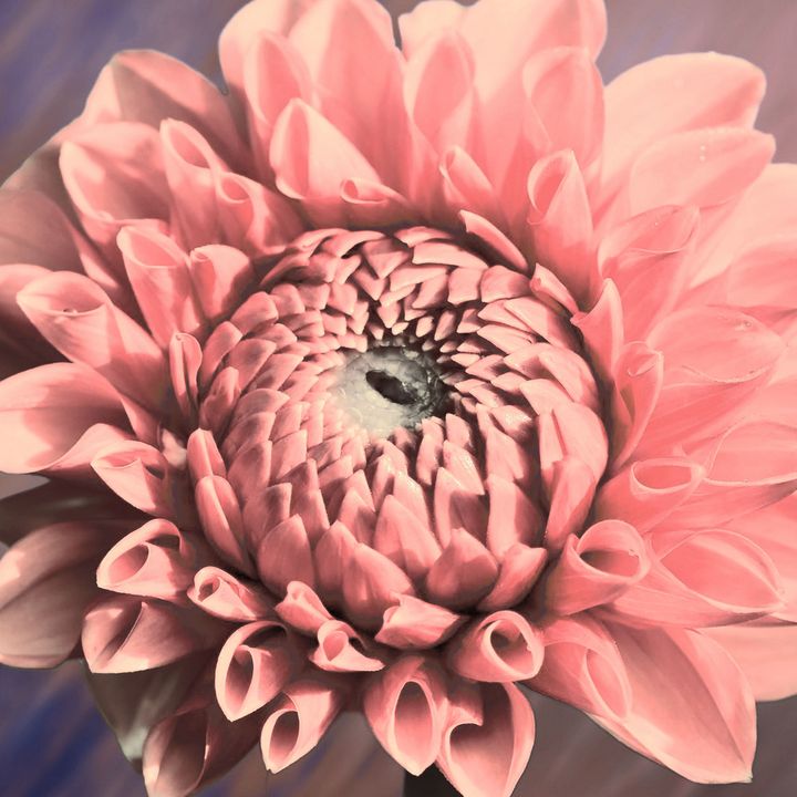 Pink Dahlia Flower blooming - Creative Photography