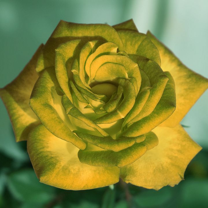 A beautiful yellow rose - Creative Photography
