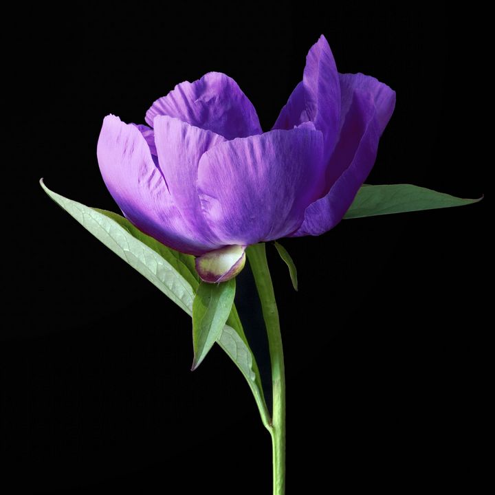 Purple peony flower photography - Creative Photography