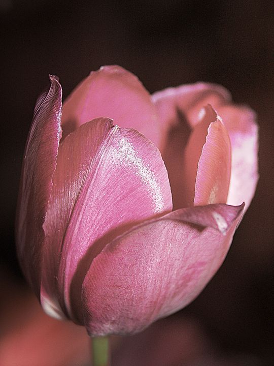 Single pink tulip flower photography - Creative Photography