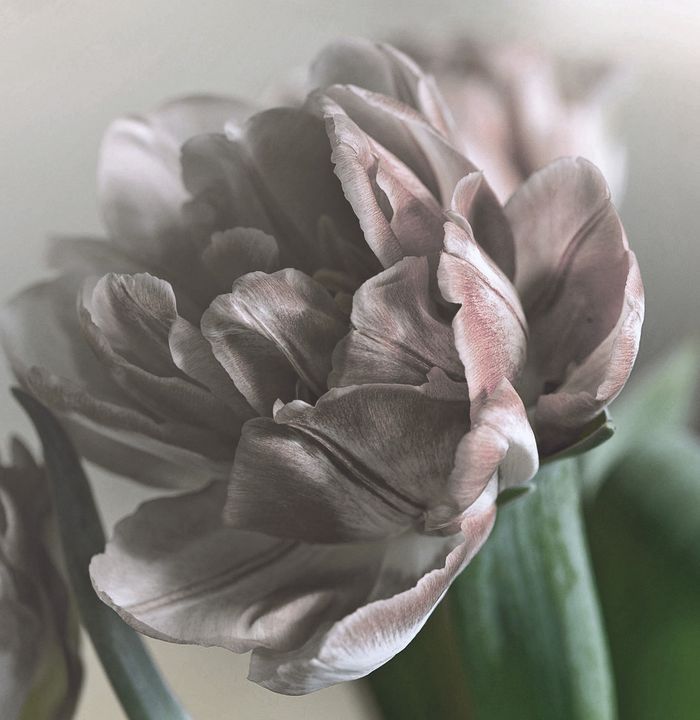 Pink Tulip bloiming - Creative Photography