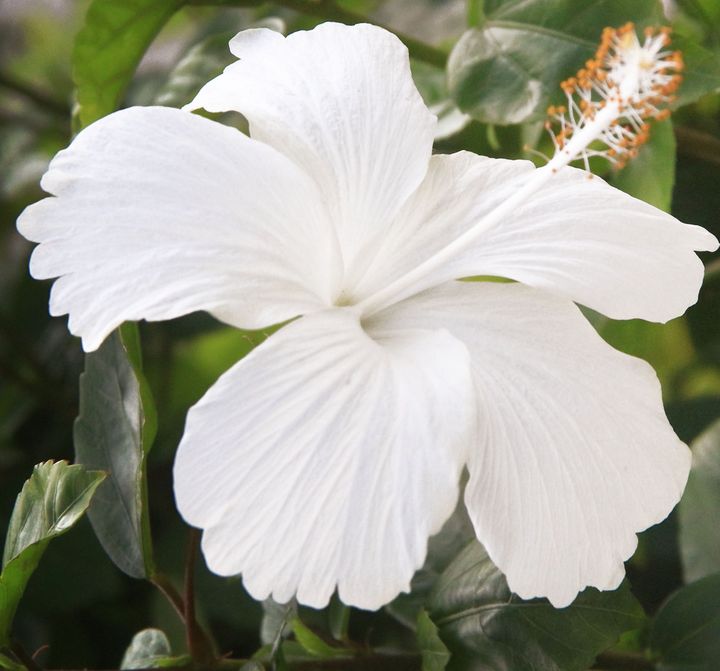 A beautiful white hibiscus flower - Creative Photography