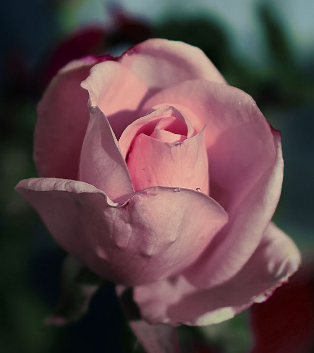 Beautiful pink rose - Creative Photography