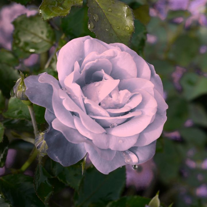Pink beautiful rose - Creative Photography