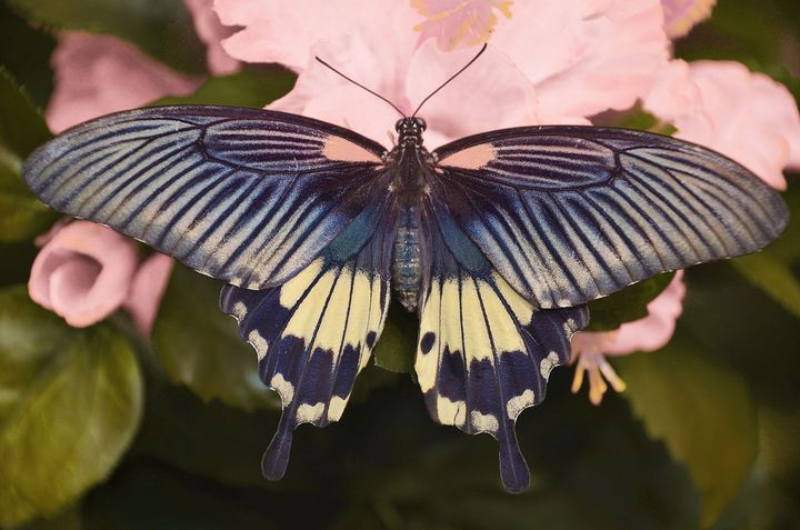 Beautiful ​swallowtail butterfly - Creative Photography