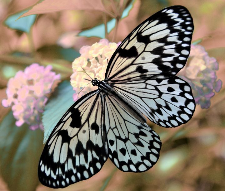 Melanargia butterfly flying - Creative Photography