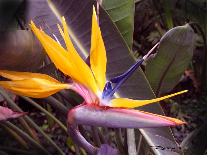 Bird Of Paradise - Terry Restivo - Photography, Flowers, Plants ...