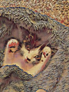 Sweet Blanket Kitten