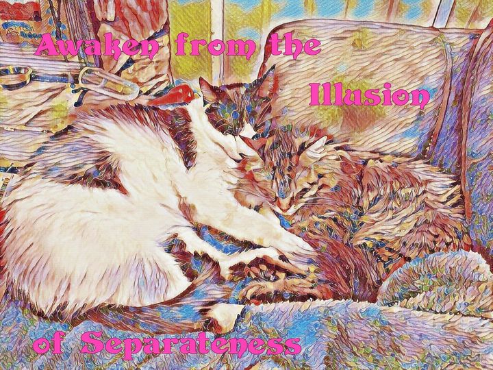 Awaken Kitties in Love - SlippyHippy