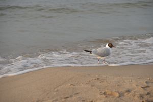gull. Baltic Sea