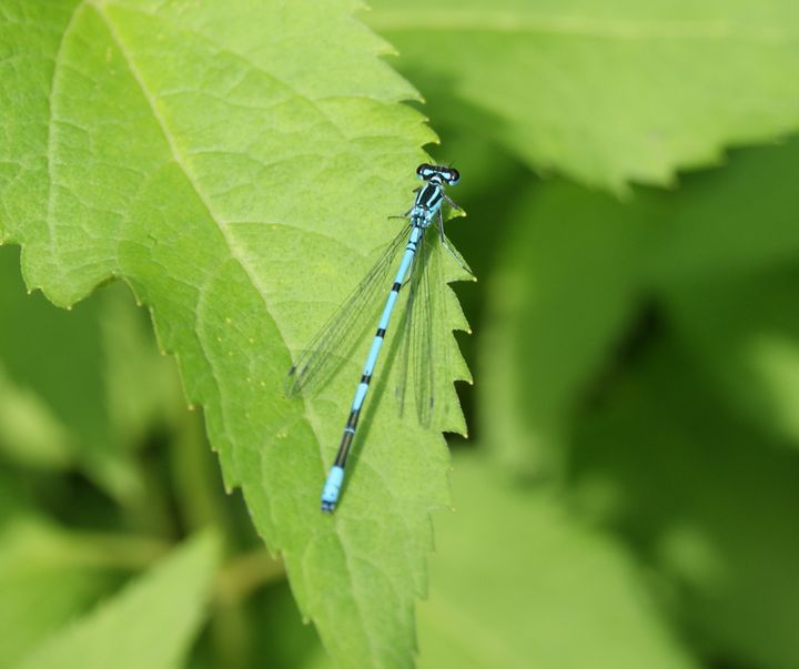 Common Blue Damselfly. Dragonfly. - Patryk Frey