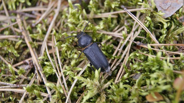 Black longhorn beetle - Patryk Frey