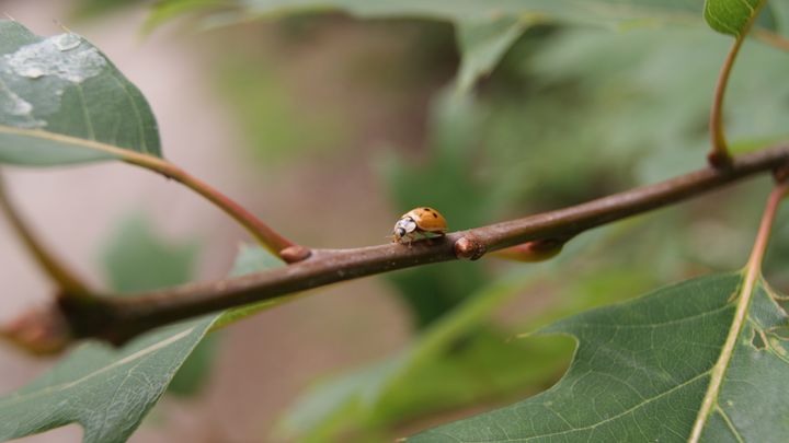 Yellow ladybug on a small branch - Patryk Frey