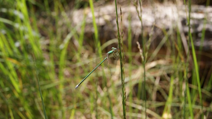 Green damselfly dragonfly resting - Patryk Frey