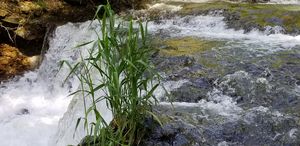 Grass in River