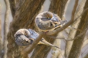 Mourning Doves Napping - Fred Pais Photography