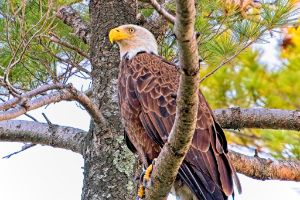 Bald Eagle Ready - Fred Pais Photography