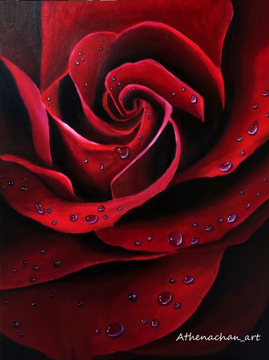 Red Rose - Athenachan_art