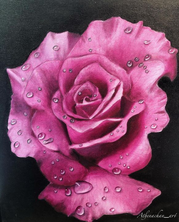Pink rose - Athenachan_art