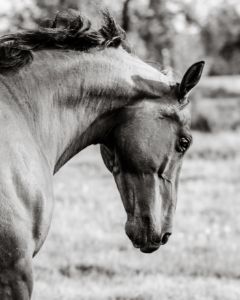 Horse - Amy Hillstead Photography